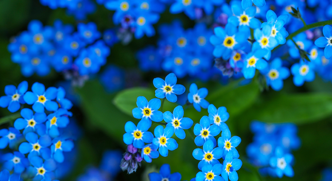 forget me nots